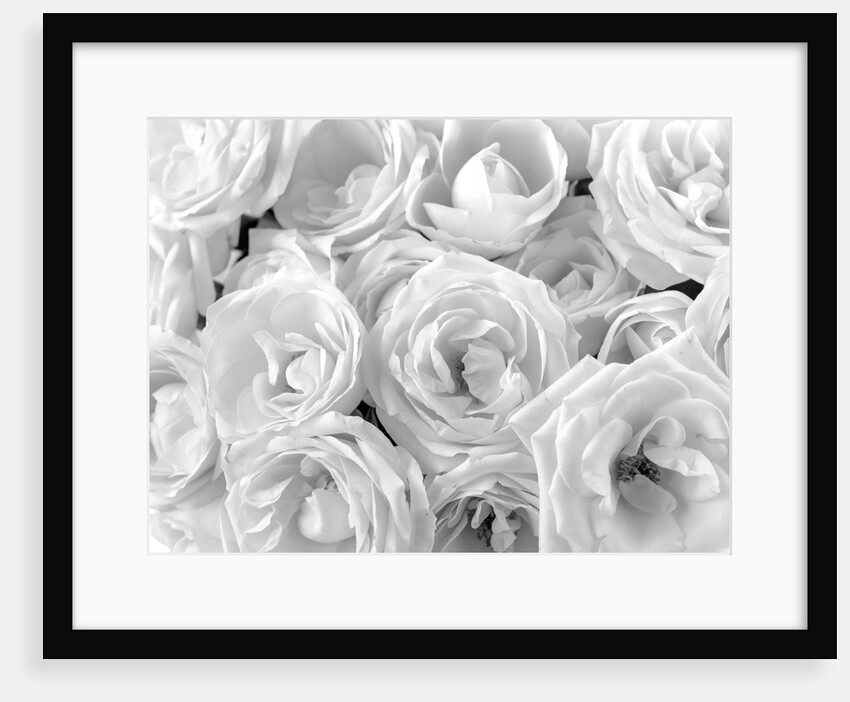 Full frame of roses by Assaf Frank